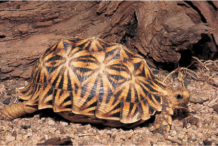 Serrated or Kalahari Tent Tortoise Notes Anything of special significance or - photo 8