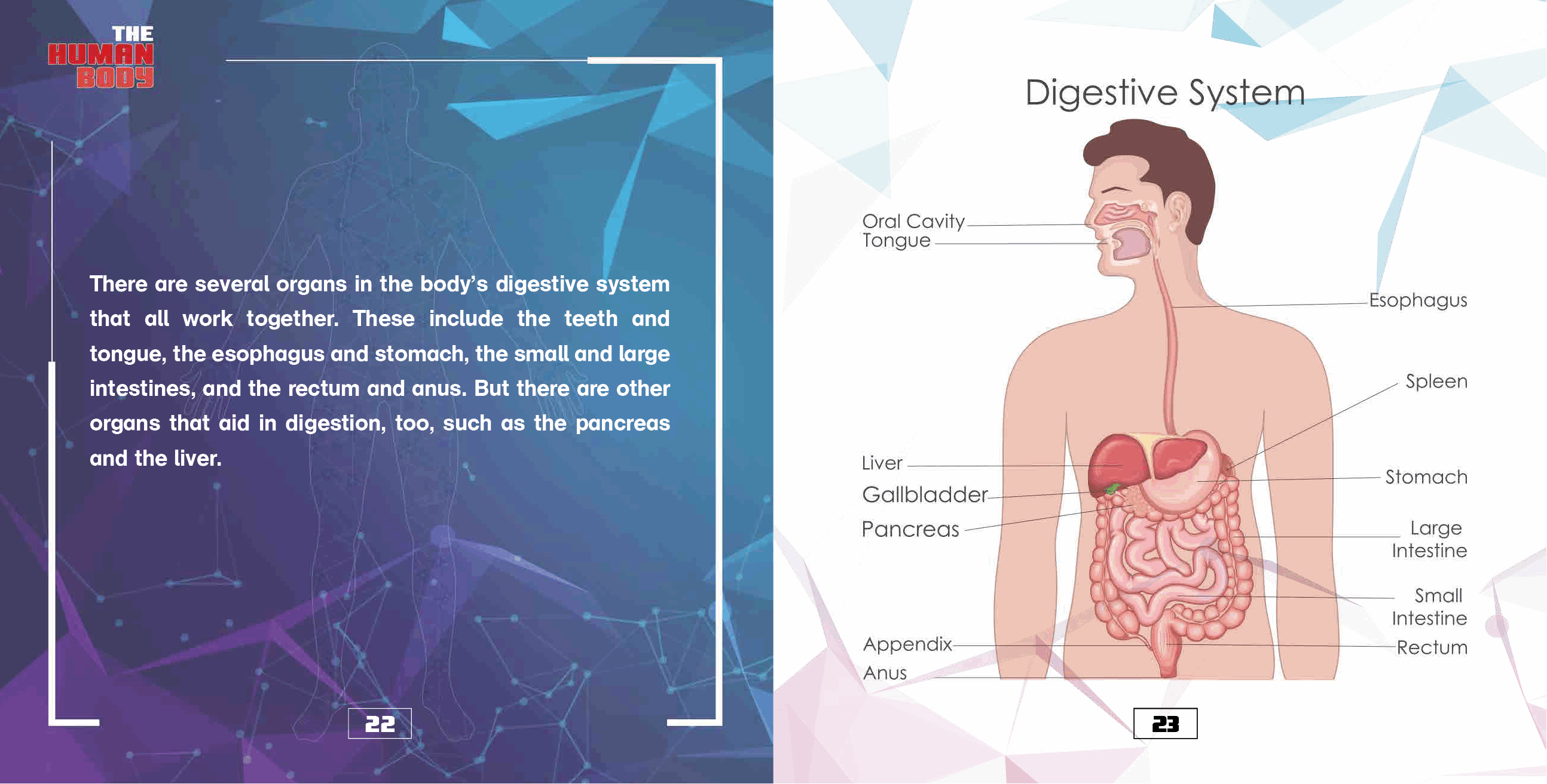 The Human Body Organs and Organ Systems Books Science Kids Grade 7 Childrens Biology Books - photo 24