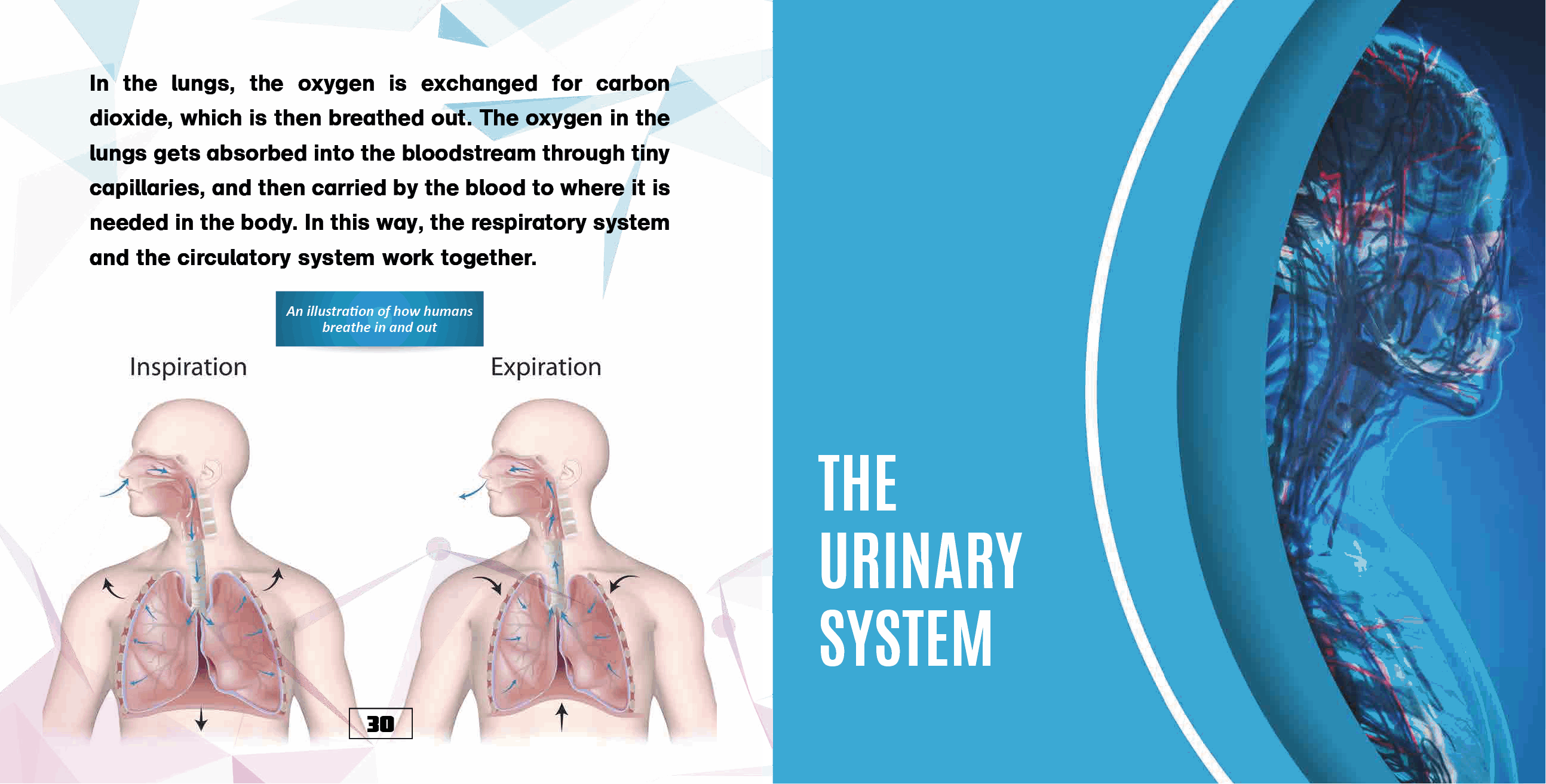 The Human Body Organs and Organ Systems Books Science Kids Grade 7 Childrens Biology Books - photo 32