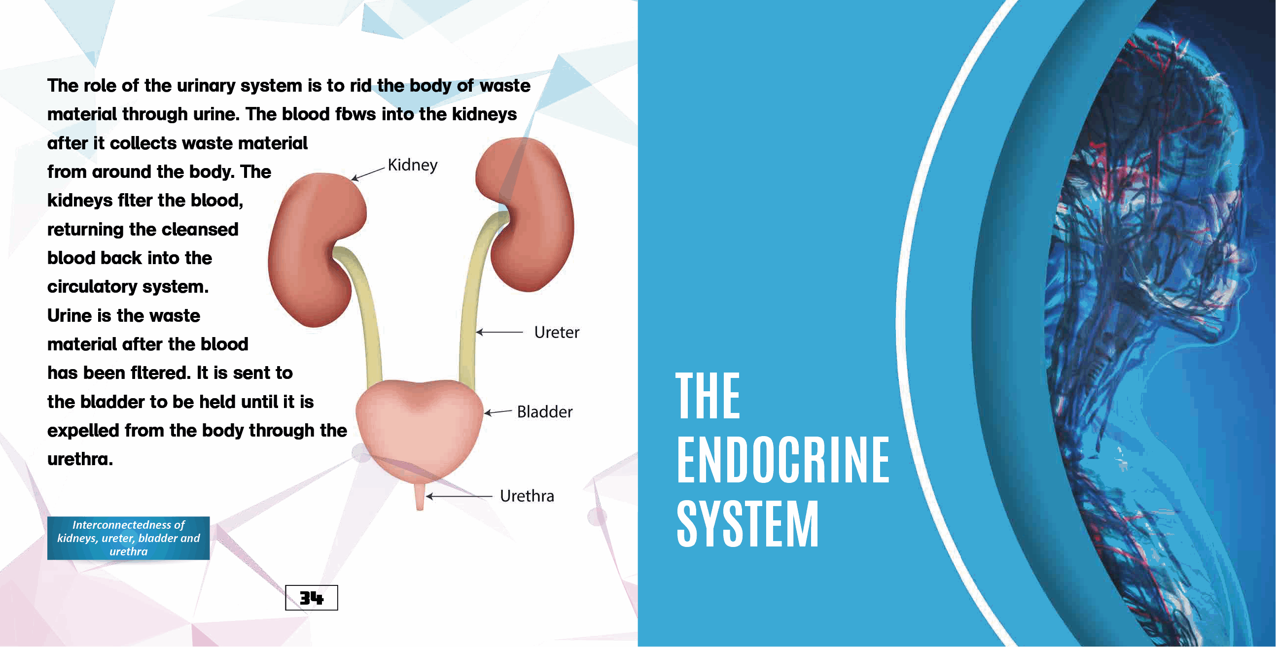 The Human Body Organs and Organ Systems Books Science Kids Grade 7 Childrens Biology Books - photo 36