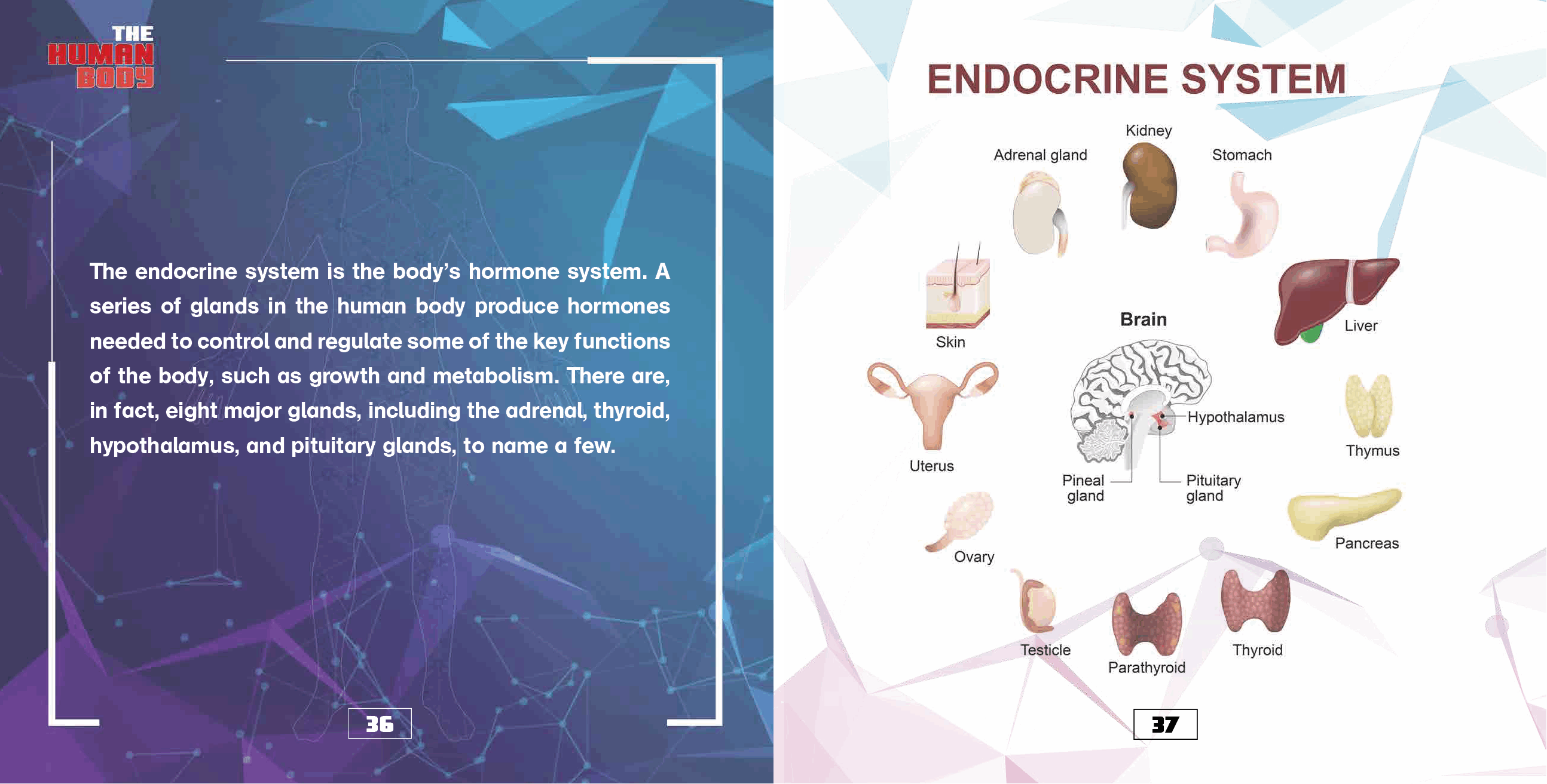 The Human Body Organs and Organ Systems Books Science Kids Grade 7 Childrens Biology Books - photo 38