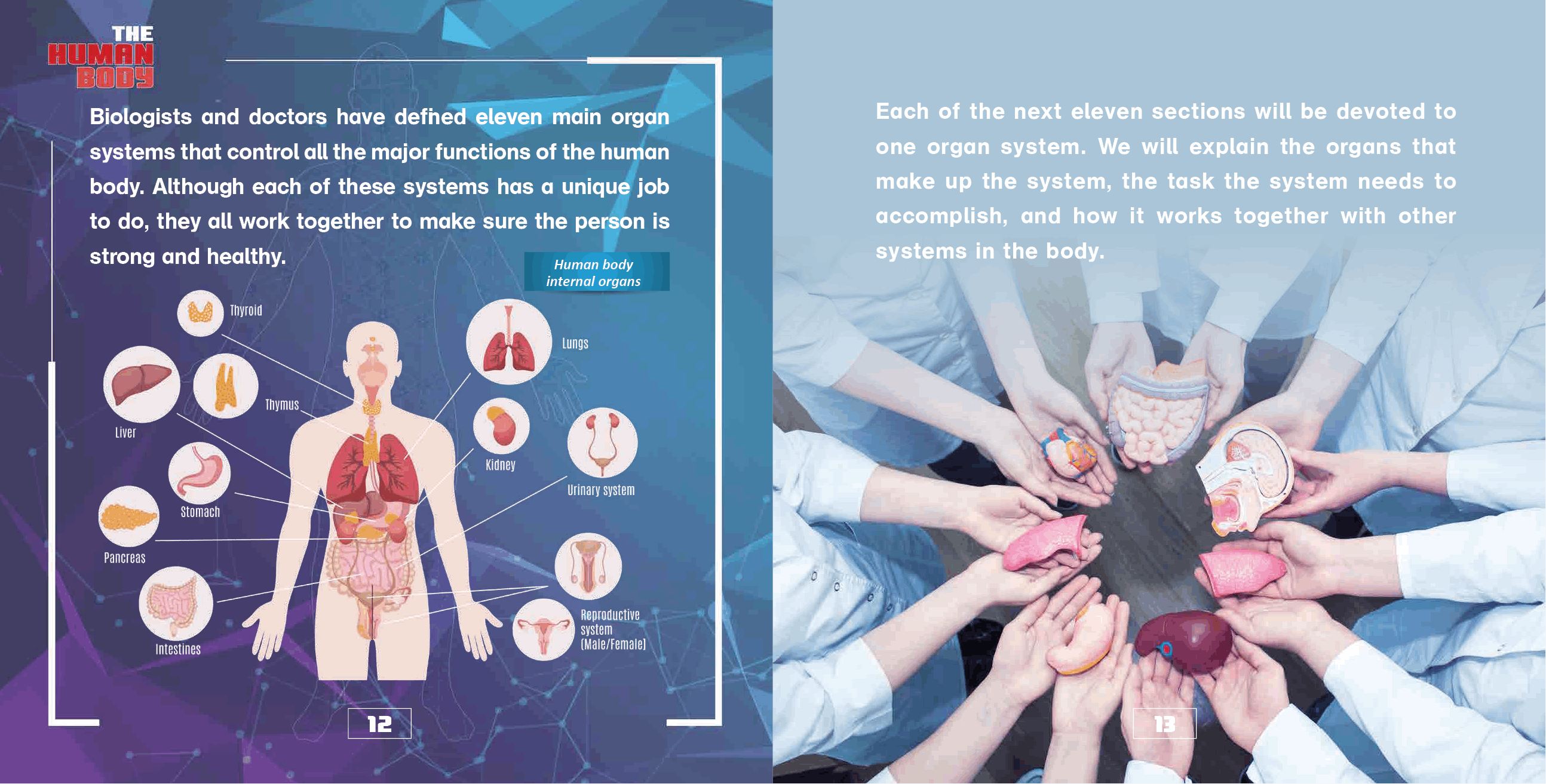 The Human Body Organs and Organ Systems Books Science Kids Grade 7 Childrens Biology Books - photo 14