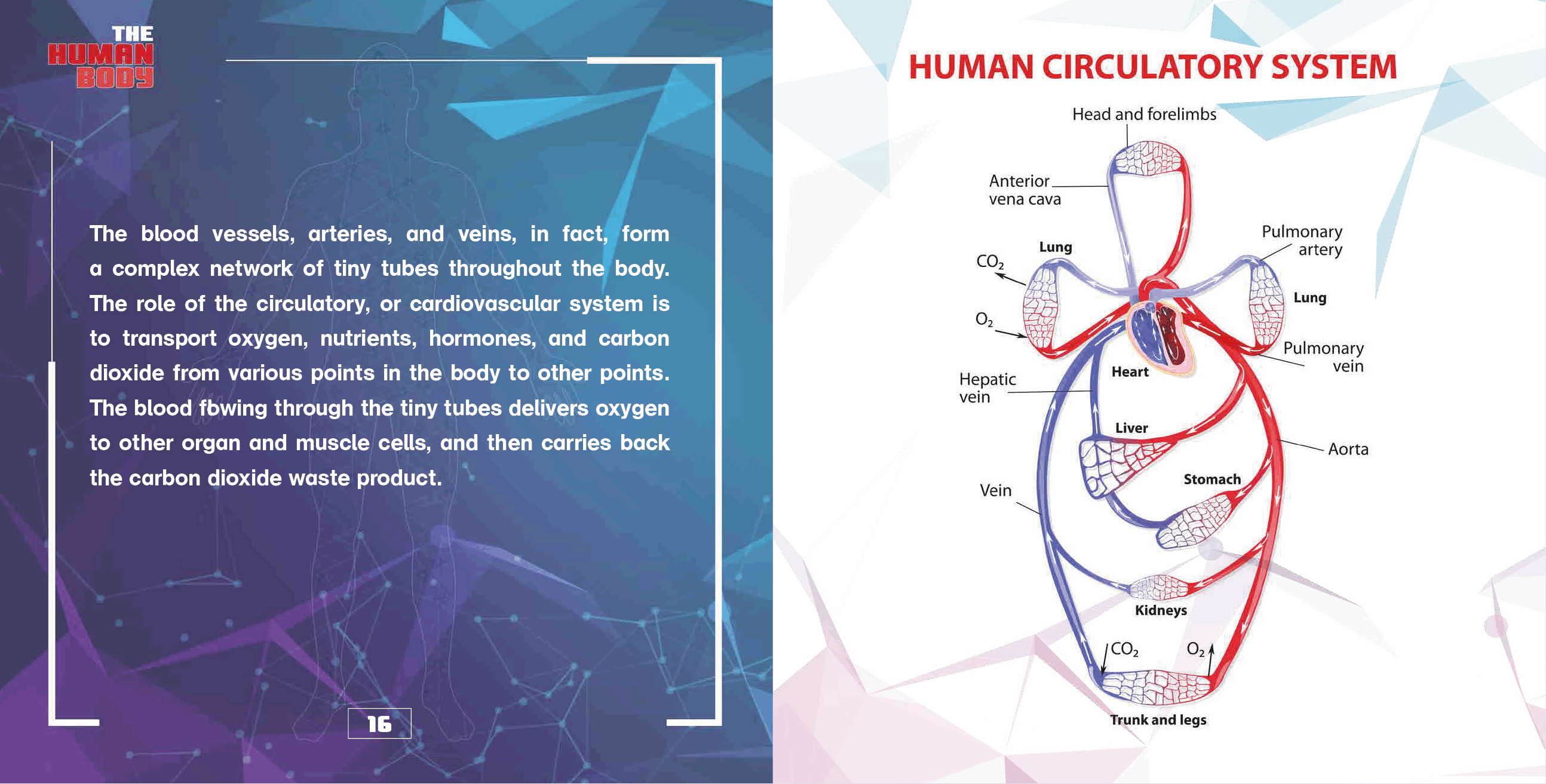 The Human Body Organs and Organ Systems Books Science Kids Grade 7 Childrens Biology Books - photo 18