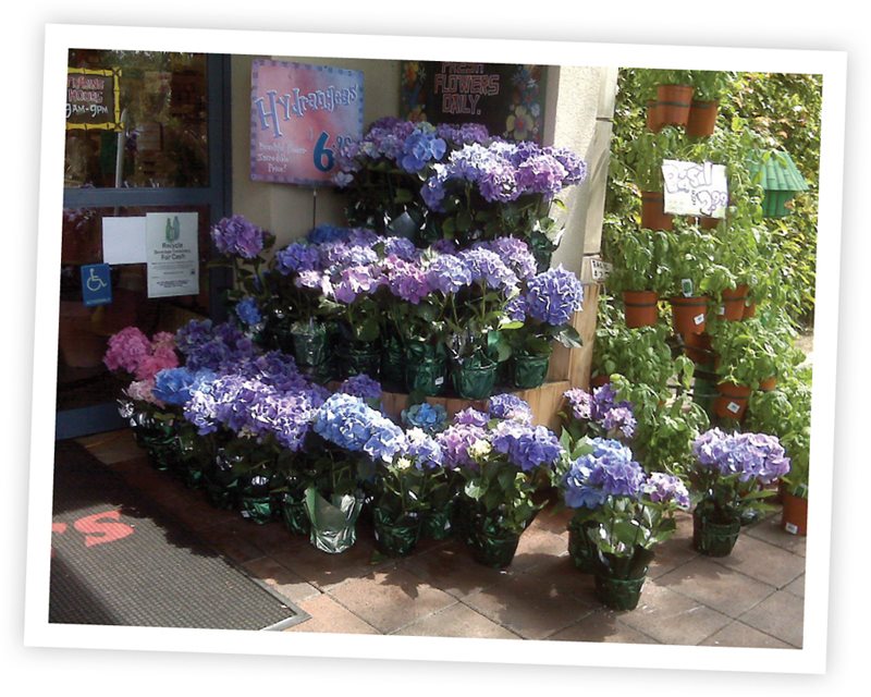 Photo Juliette Becker A flower display outside a store caught Juliettes eye 3 - photo 8