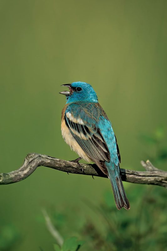 Lazuli Bunting THE MAGNIFICENT WORLD OF BIRDS Birds are amazing creatures - photo 3