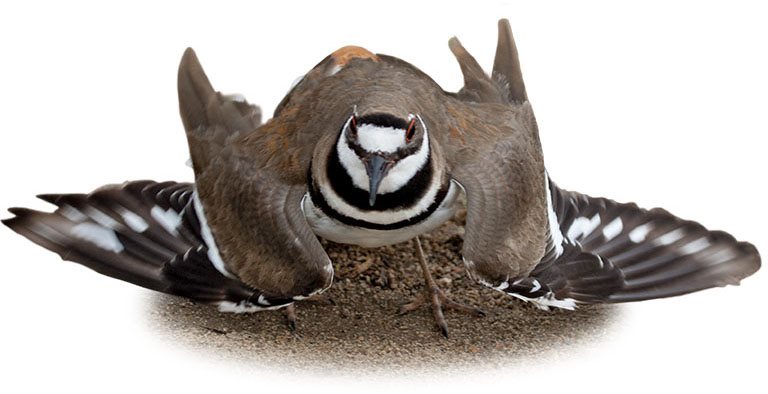 Killdeer Fights Its Own Reflection Some male birds such as male Northern - photo 7