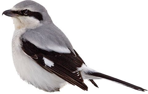 Northern Shrike Preening More Than Just Cosmetic All birds preen their - photo 10