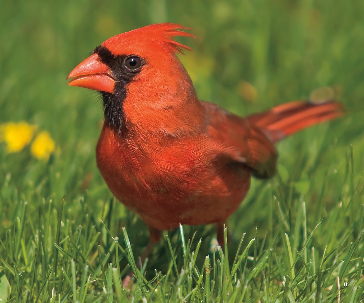 Cardinals make in trees and shrubs The female shapes twigs into a cup with - photo 11