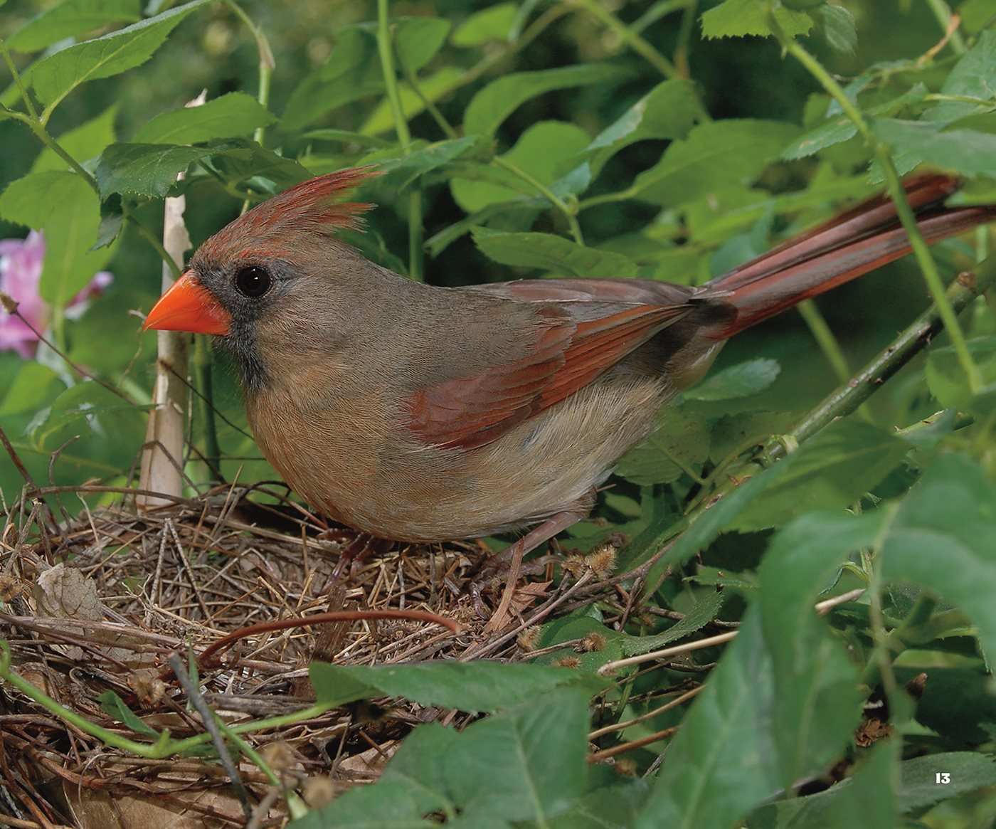 The Life of a Cardinal The female lays two to five eggs in spring - photo 13