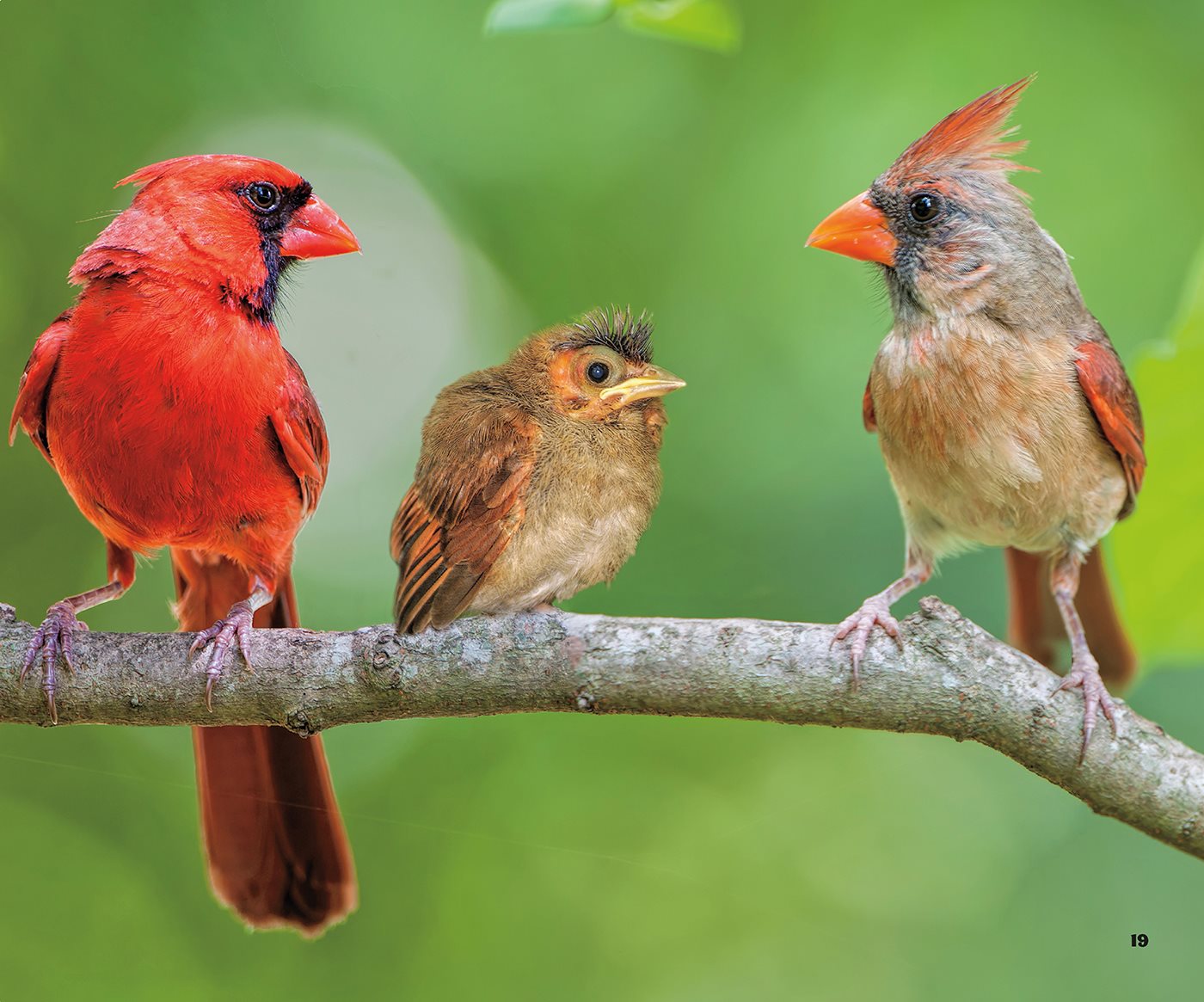 It is fun to watch these lively birds Look for cardinals in your - photo 19