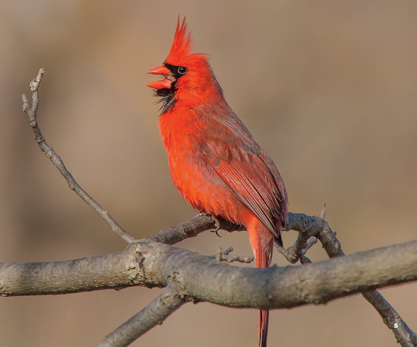 Cardinals are to inches 20 to centimeters long Males are bright red - photo 5