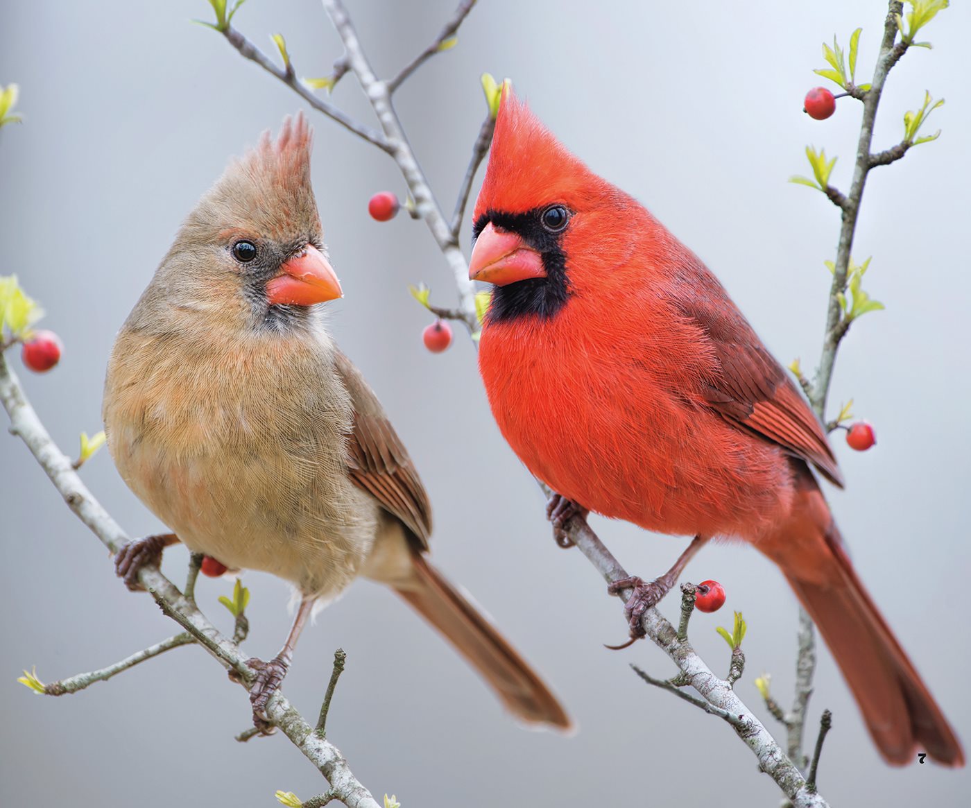 Cardinals eat seeds fruit and insects They like to visit bird feeders - photo 7