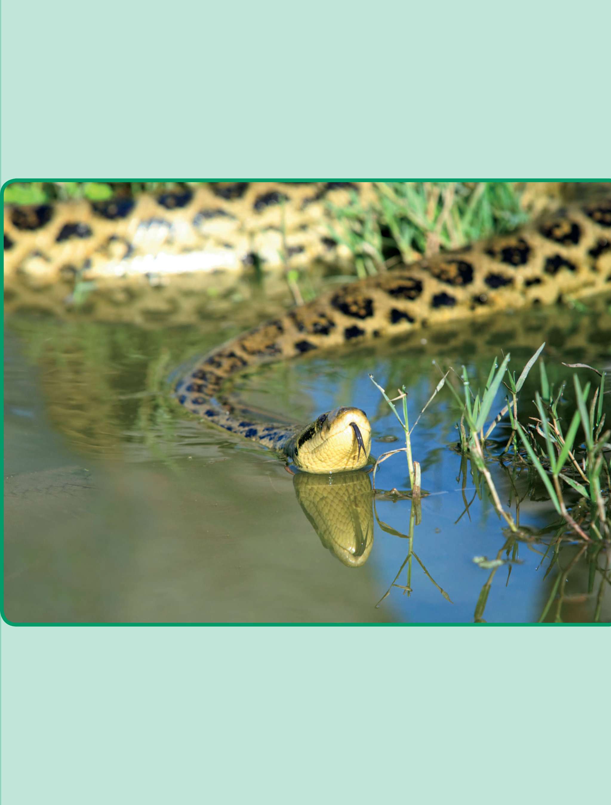 Where in the World Anacondas live in areas They get a lot of rain These - photo 5