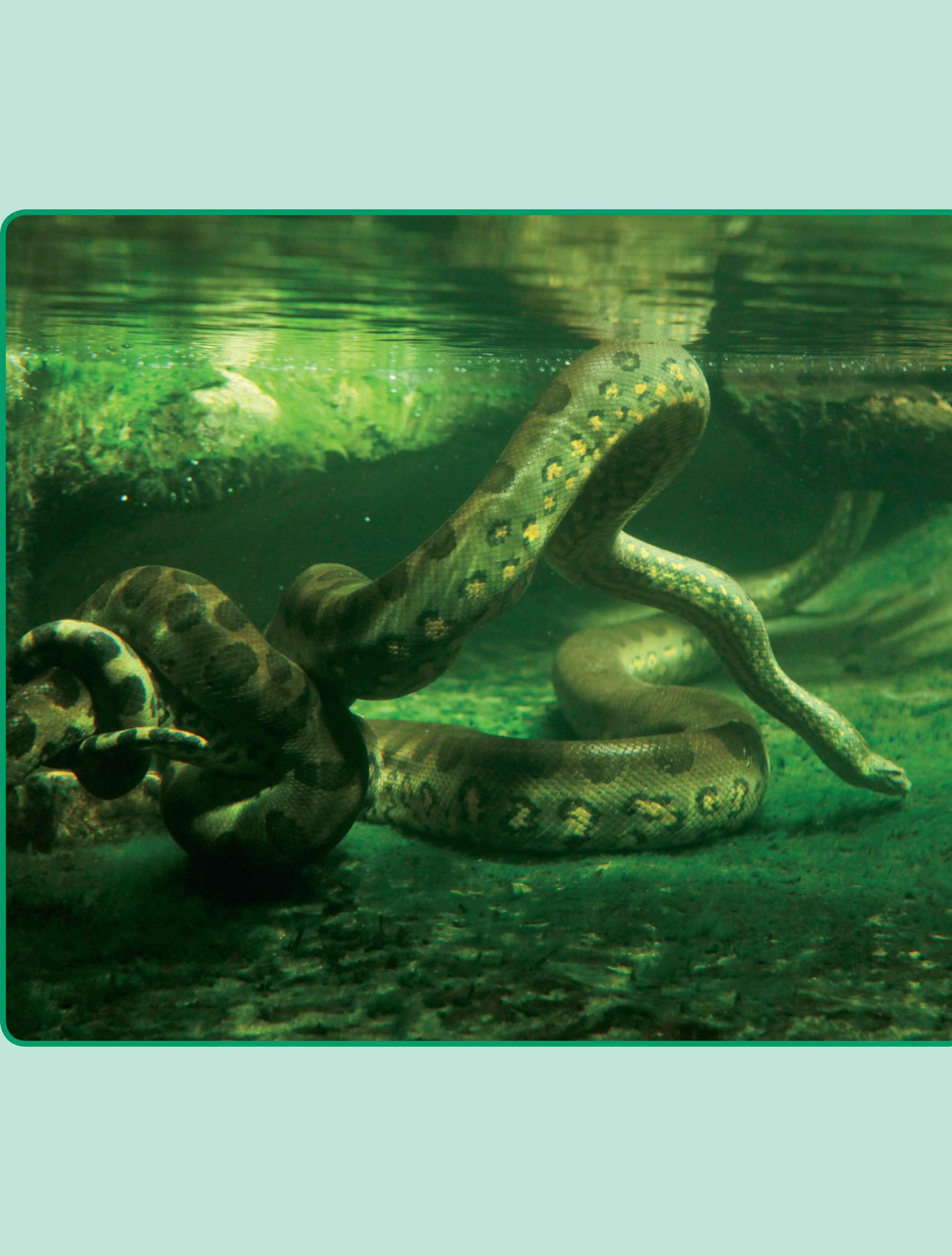 scalesAnacondas have thick bodies Like most other reptiles anacondas havehard - photo 14