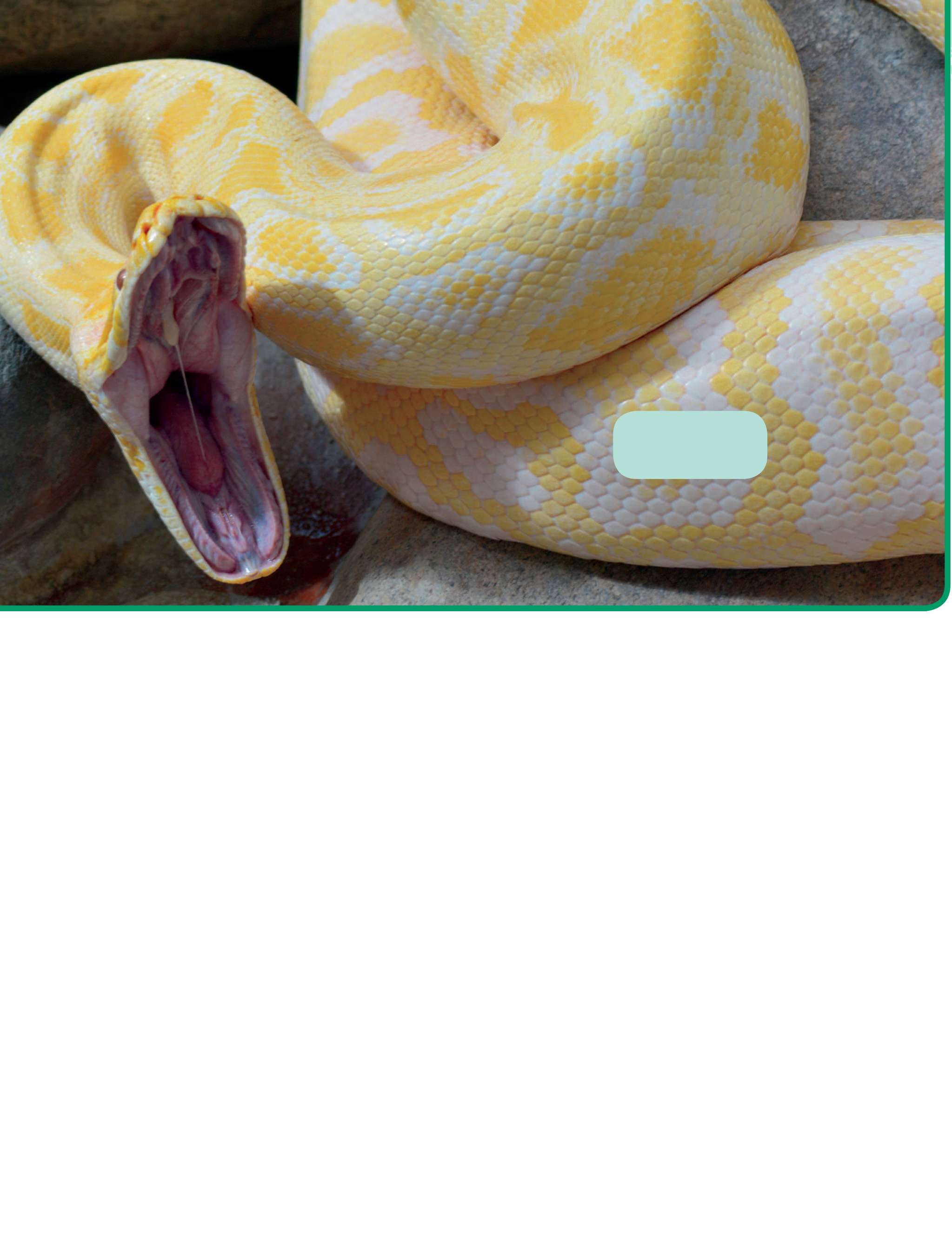 scalesAnacondas have thick bodies Like most other reptiles anacondas havehard - photo 15