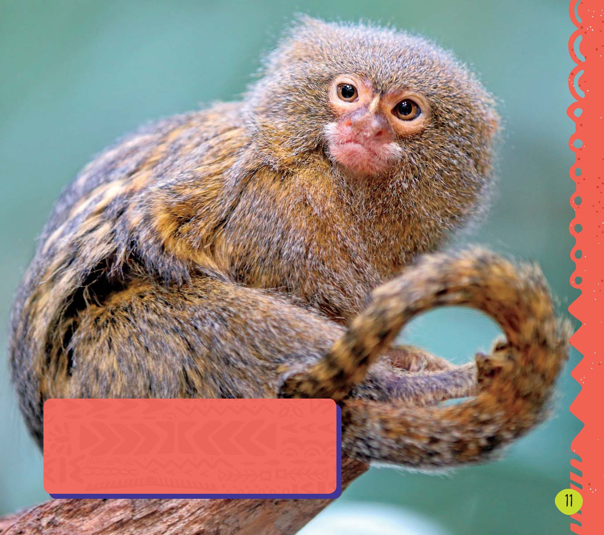 Pygmy marmosets fit in the palm of a persons hand Their tails are longer than - photo 13