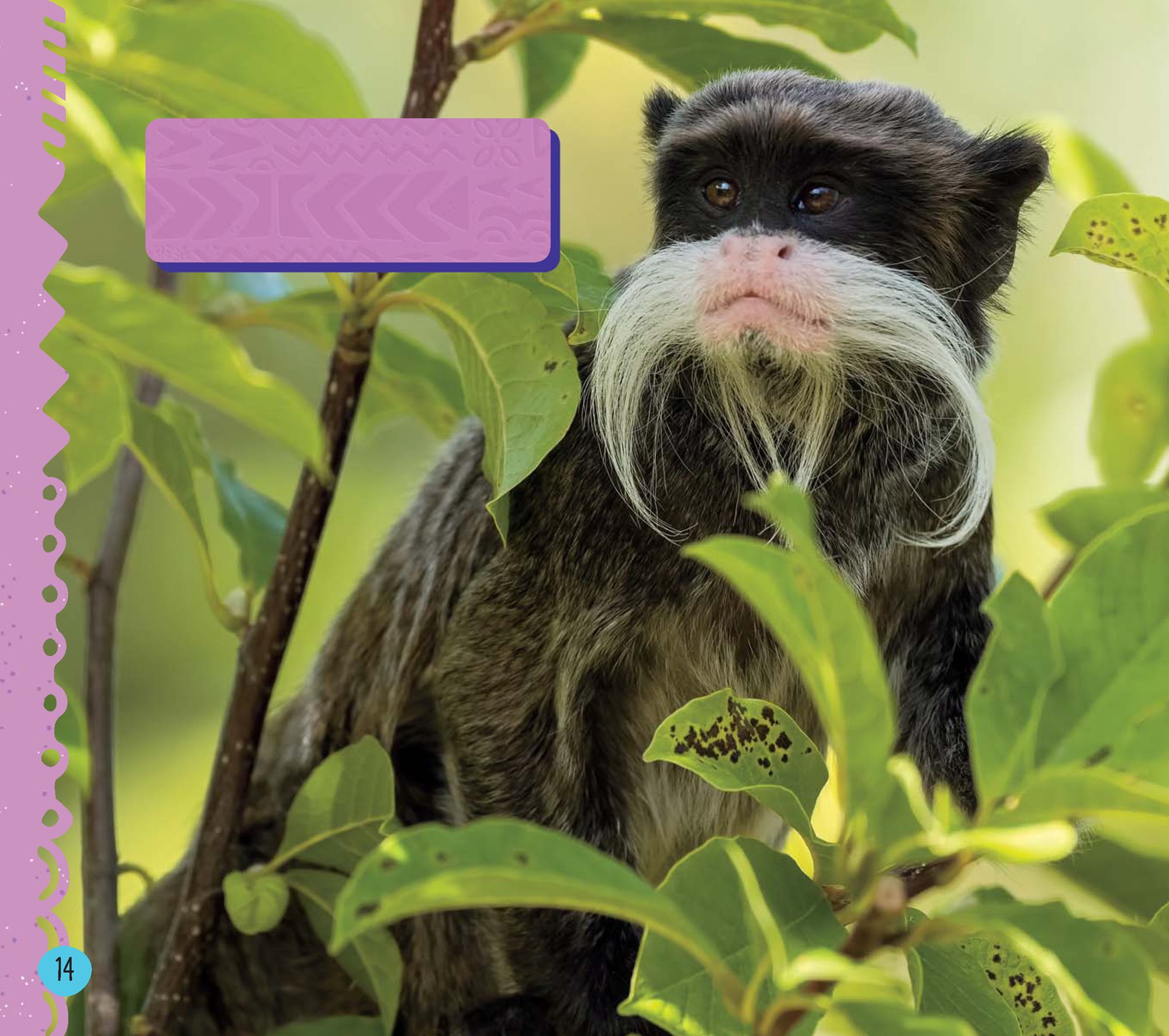 This emperor tamarin has a mustache A monkeys fur may be gray brown or - photo 16