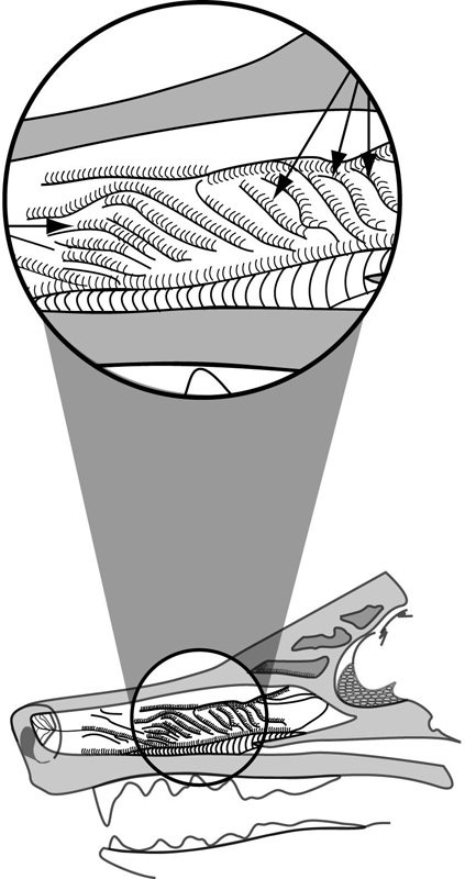 Figure 1 Olfactory cells also known as receptors are suspended in the mucous - photo 7