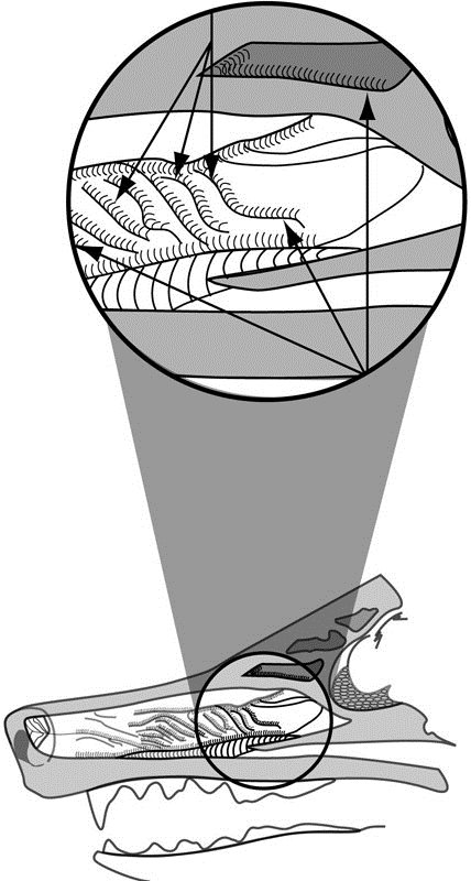 Figure 2 The olfactory lobe is the area of the brain where odor is recognized - photo 8