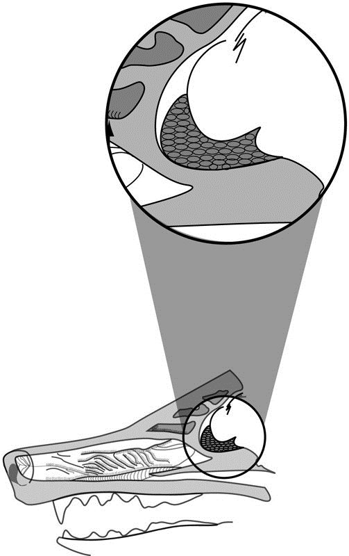 Figure 3 The vomeronasal organ Is a narrow tubular canal running behind the - photo 9