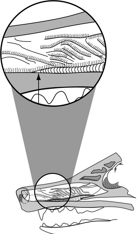 Figure 4 Breathing vs Sniffing During breathing airflow takes a curved - photo 10