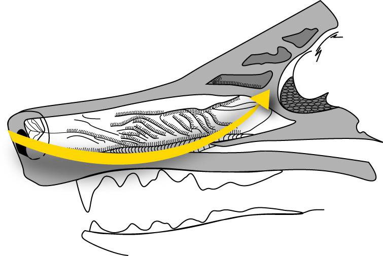 Figure 5 During sniffing the canine uses sharp inhalation to pull the odor - photo 11