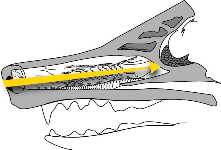 Figure 6 When you compare the olfactory system of man to the canine it is - photo 12