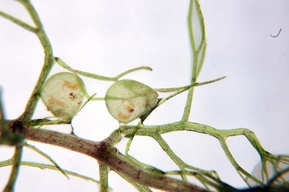 I mage 4 Utricularia Aurea I mage 5 As soon as the prey hits the hairs - photo 9