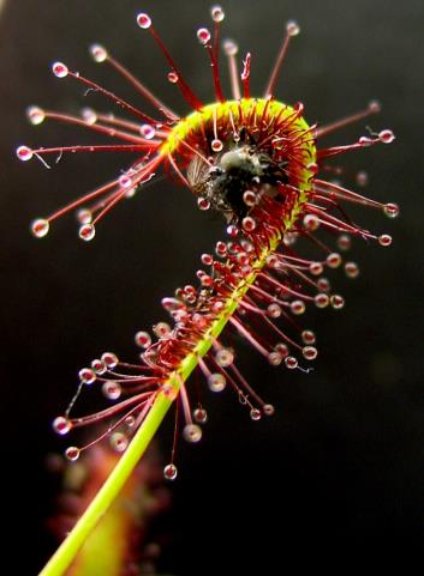 I mage 6 Drosera Capensis All the leaves of this type of plant are covered - photo 12