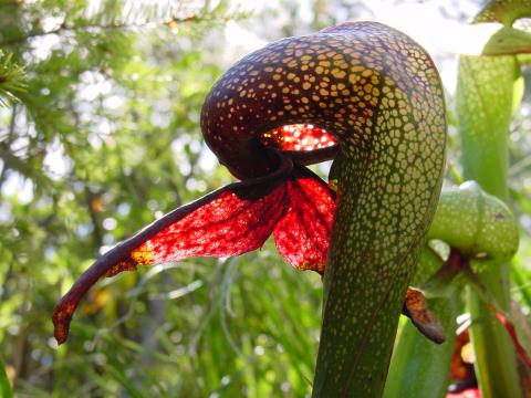 I mage 8 Darlingtonia californica is a carnivorous plant native to North - photo 16