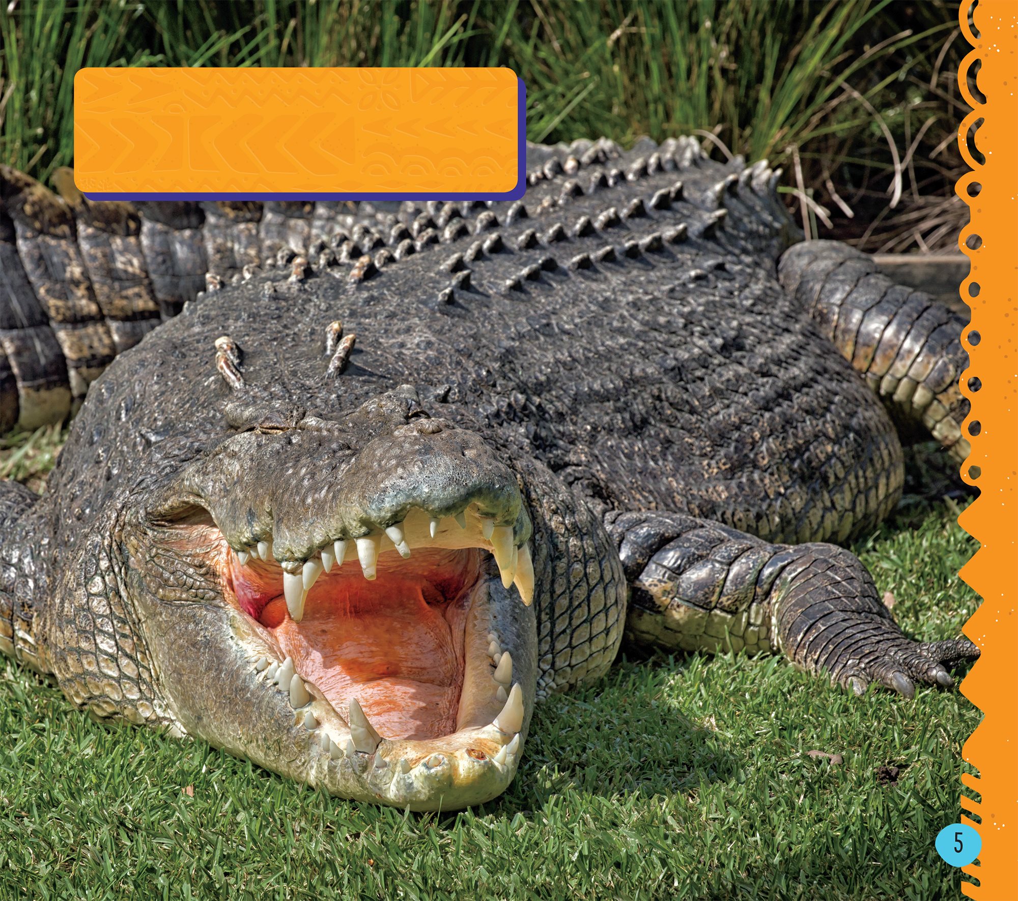 The saltwater crocodile is the largest reptile in the world Lying in - photo 7