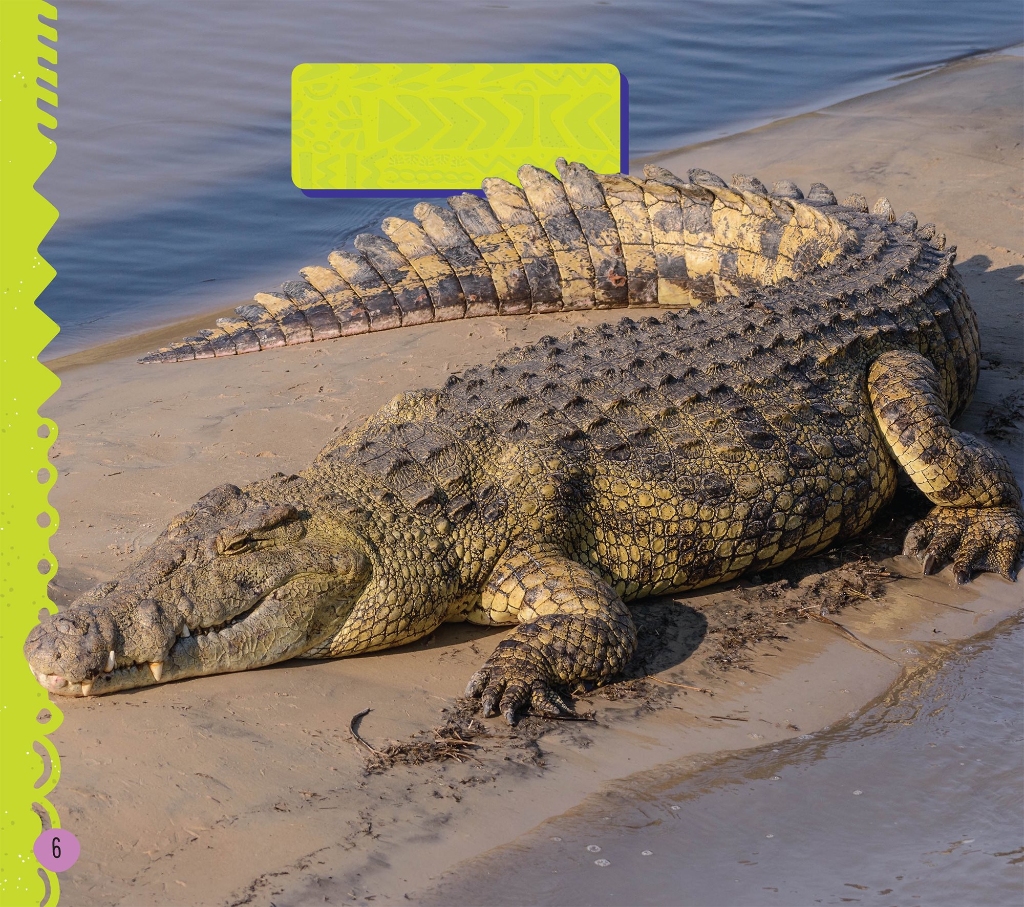 Lying in sunshine is called basking Reptiles are ectothermic animals - photo 8
