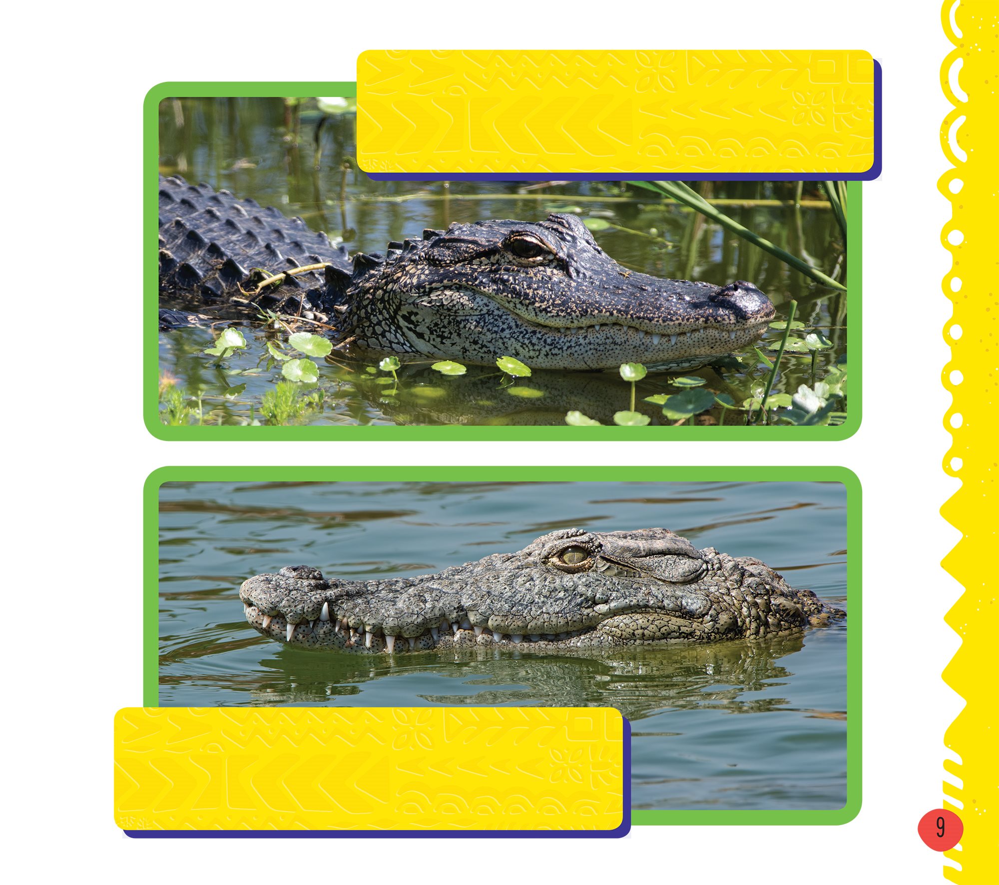 When an alligators mouth is closed its lower teeth are hidden When a - photo 11