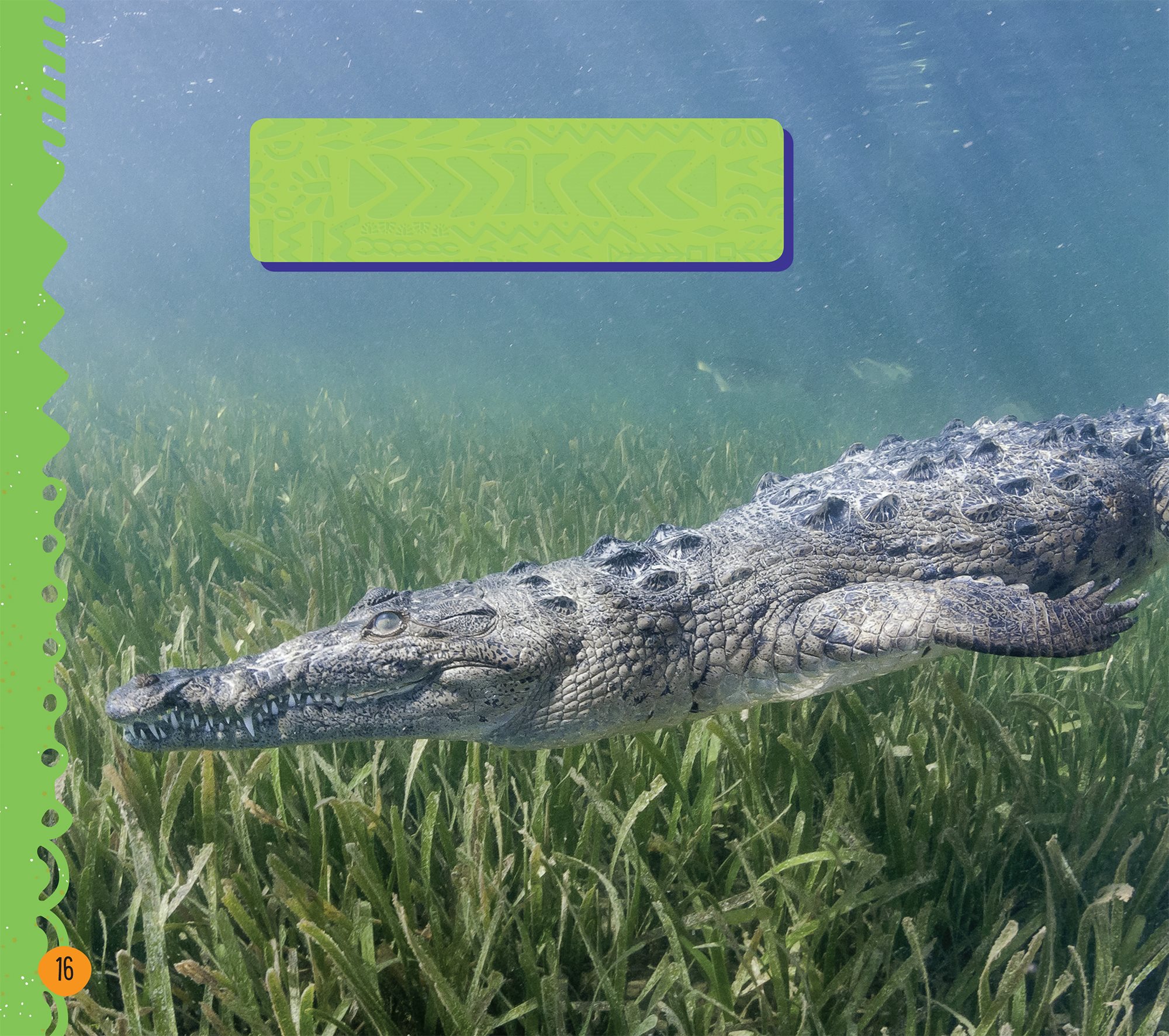 Crocodiles can stay underwater for an hour at a time Crocodiles spend much - photo 18