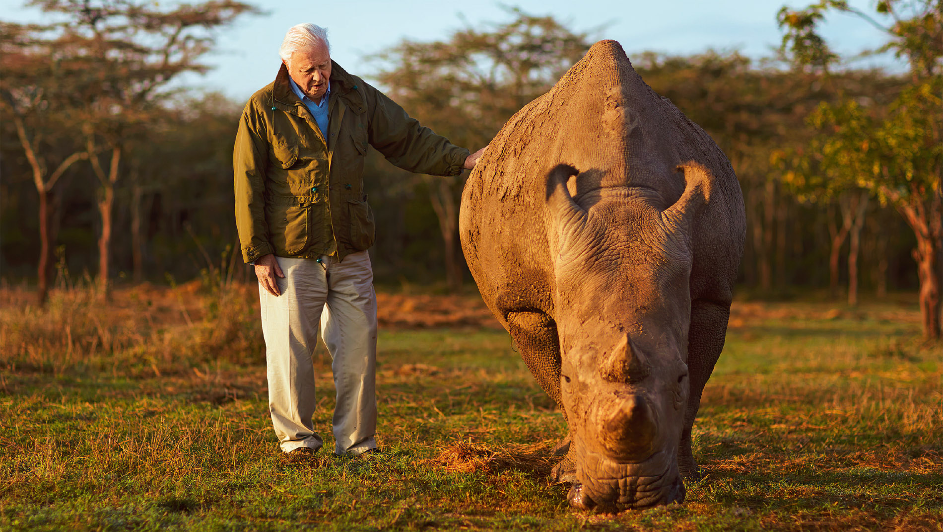 Sir David is with one of only two northern white rhinos both female which - photo 5