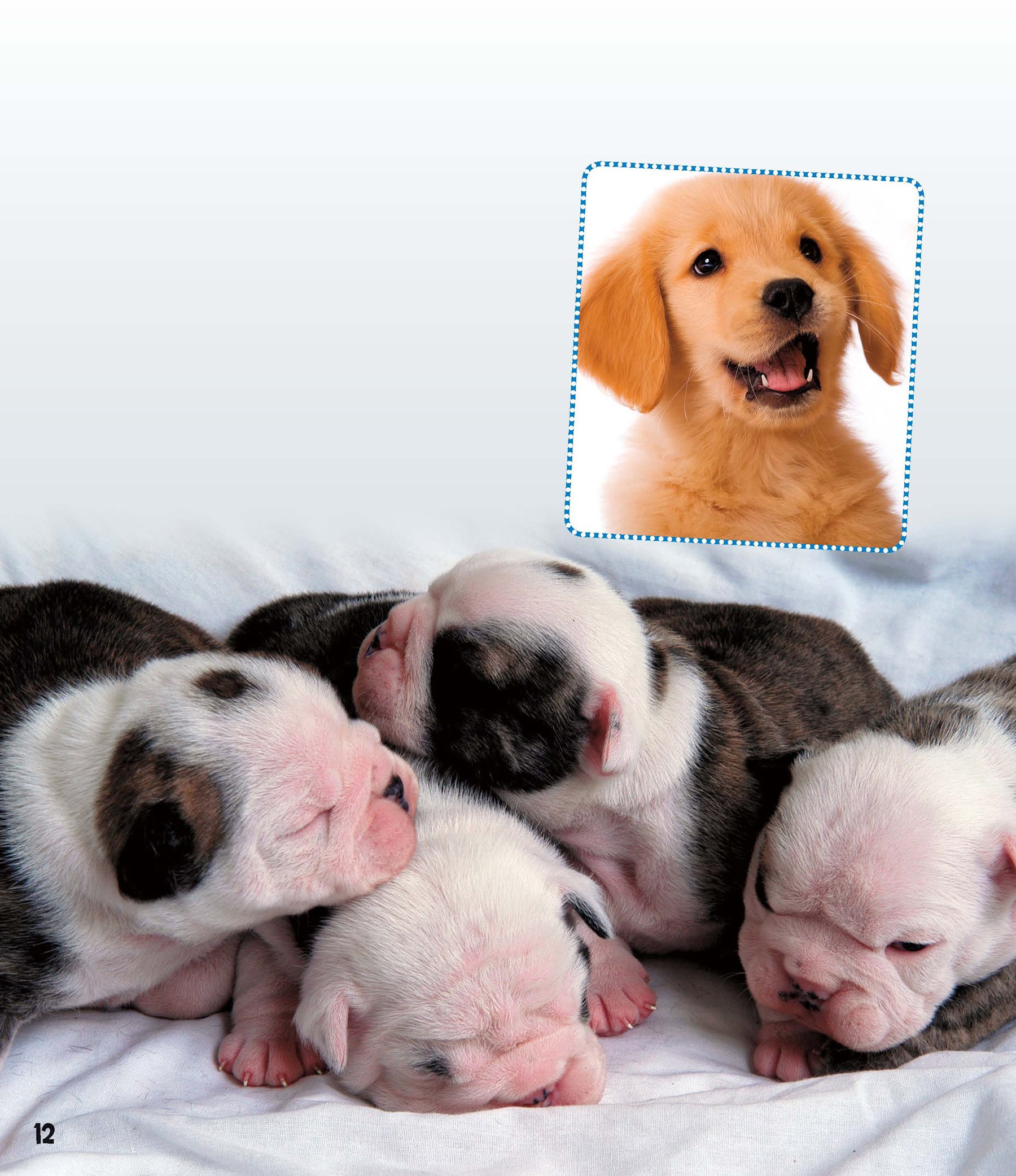 From Puppy to Adult A litter of puppies squirms and squeals Newborn puppies - photo 12