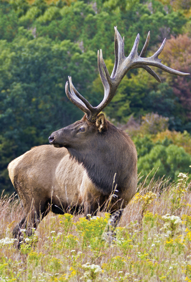 Image Credit Shutterstock Paul Staniszewski Elk are just one of many animals - photo 2