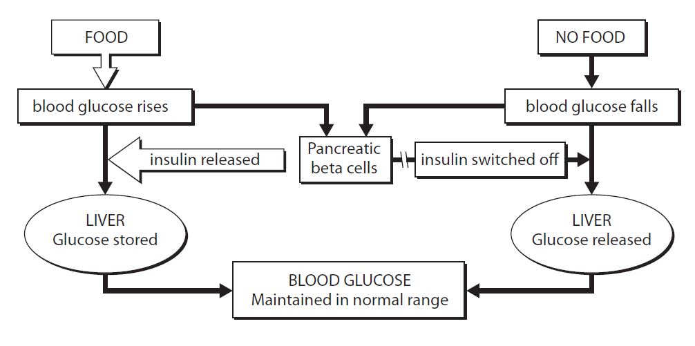 Figure 1 Insulin production system In diabetes this process is faulty - photo 1