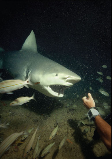 Teeth of a bull shark Scientists have studied why some bull sharks have made - photo 11