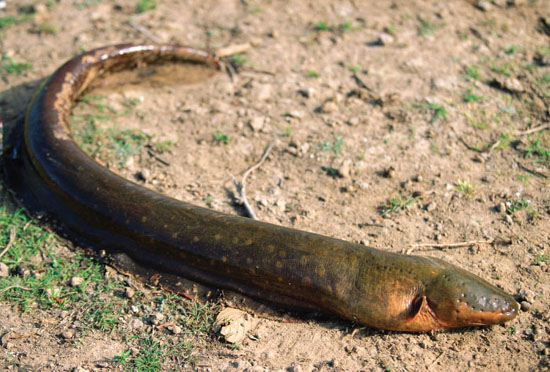 When the eel releases electricity into the water all the surrounding animals - photo 22