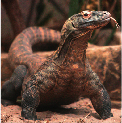 Baby Komodo dragons spend their first year of life up in the forest trees They - photo 5