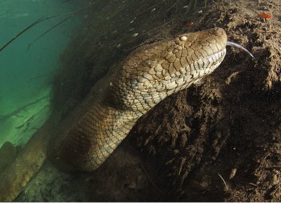 Anacondas live by the riverbanks in the rainforest When they sense danger they - photo 10