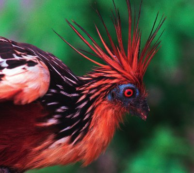 This rainforest bird is the hoatzin It is also called the stinkbird This is - photo 14