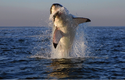 Great whites are the biggest meat eating sharks They can smell their prey a - photo 16