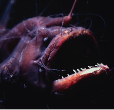 A female anglerfish can fish for her food Fish are attracted to the light on - photo 18