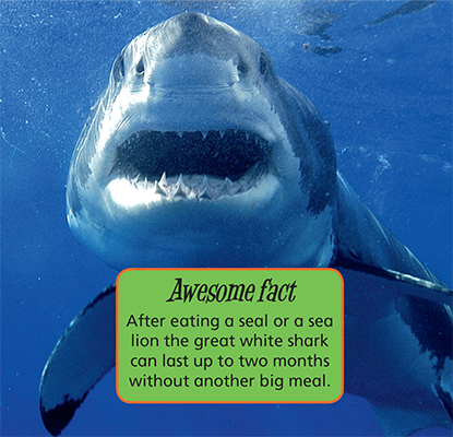Great whites are the biggest meat eating sharks They can smell their prey a - photo 15