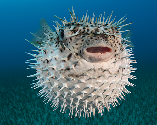 A porcupine fish is covered in sharp spines It has sharp teeth to eat the - photo 23