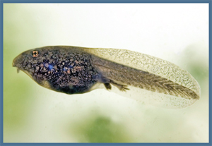 Image Credit Tommounsey tadpole TAD pohlA frog in the first part of its - photo 5