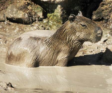 Image Credit Patti Murray The capybara is the biggest rodent in the world A - photo 7