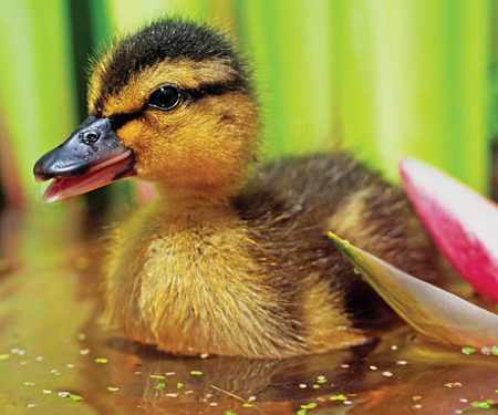 Image Credit WoodfallPhotoshot Mallard ducklings can swim right after they - photo 9